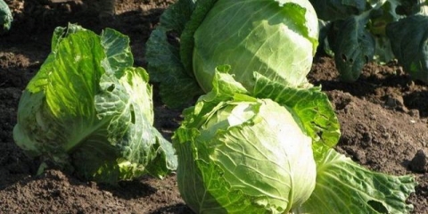 Kako posaditi rasad kupusa u zemlju